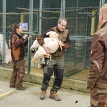 Do Zoo Brno se po 30 letech vrátili pelikáni